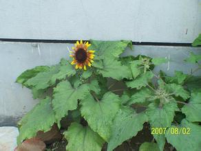 �˿����𻨼�����Ƶ�������ǳ�����Ҫ�󡰽���ͷ����ֹͣ��Ȩ���⳥��ʧ...